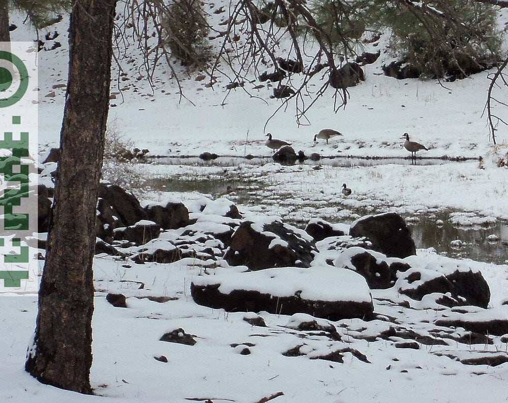 Winter Visitors | Snowy Stream Wildlife Photo Download