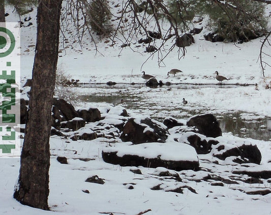 Winter Visitors | Snowy Stream Wildlife Photo Download